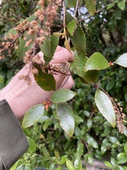 Pterophylla racemosa