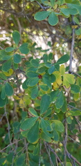Lonicera microphylla
