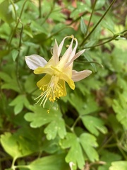 Aquilegia chrysantha