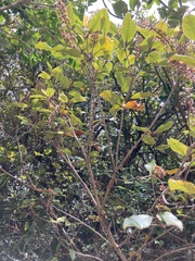 Pterophylla racemosa