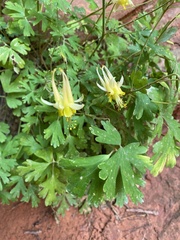Aquilegia chrysantha
