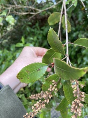 Pterophylla racemosa