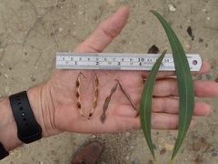 Acacia pycnantha