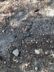 Thamnophis sirtalis concinnus