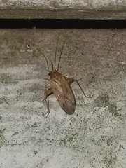 Taylorilygus apicalis