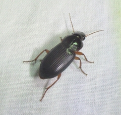 Notiobia terminata