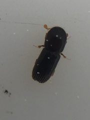 Xyleborinus saxesenii