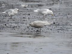 Larus glaucescens × hyperboreus