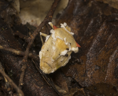 Brontocoris nigrolimbatus