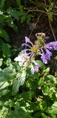 Nepeta sibirica