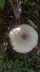 Leucocoprinus brebissonii