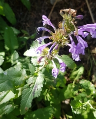 Nepeta sibirica