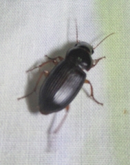 Notiobia terminata