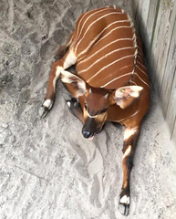 Tragelaphus eurycerus isaaci