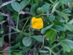 Arachis pintoi