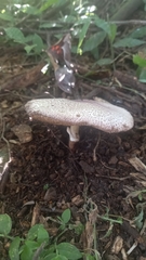 Leucocoprinus brebissonii