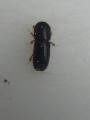 Xyleborinus saxesenii
