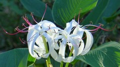 Crinum americanum