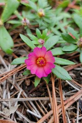 Portulaca amilis