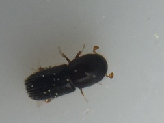 Xyleborinus saxesenii