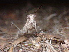 Litaneutria pacifica