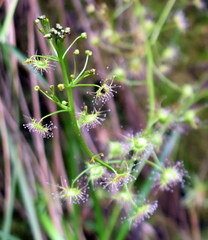 Drosera auriculata