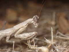 Litaneutria pacifica