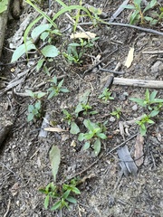 Proserpinaca palustris