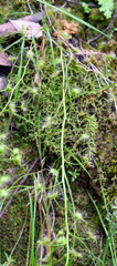 Drosera auriculata