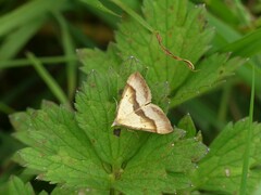 Anachloris subochraria