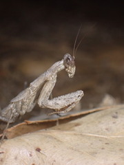 Litaneutria pacifica