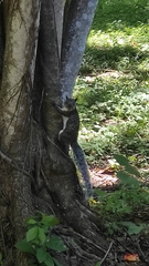 Sciurus variegatoides