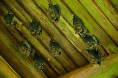 Hipposideros armiger terasensis