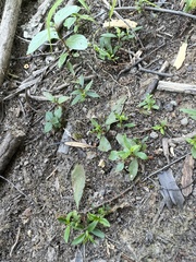 Proserpinaca palustris