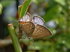 Luthrodes pandava