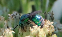 Augochloropsis metallica