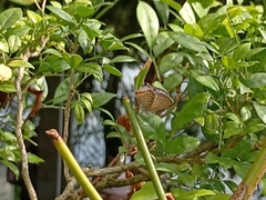 Luthrodes pandava