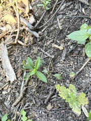 Proserpinaca palustris