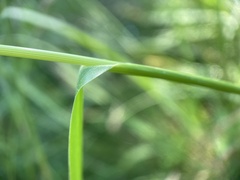 Echinochloa walteri