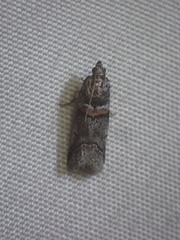 Acrobasis tricolorella