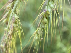 Echinochloa walteri
