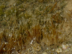 Ectopleura