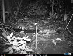 Philander opossum