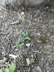 Proserpinaca palustris