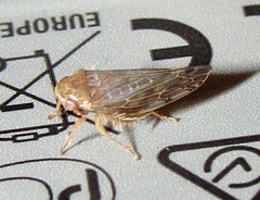 Acinopterus