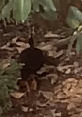 Megapodius reinwardt