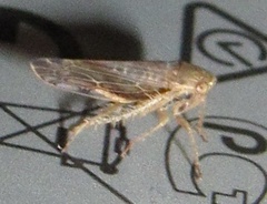 Acinopterus