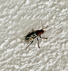 Zygogramma piceicollis