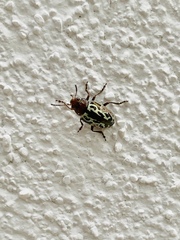 Zygogramma piceicollis