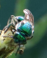 Augochloropsis metallica